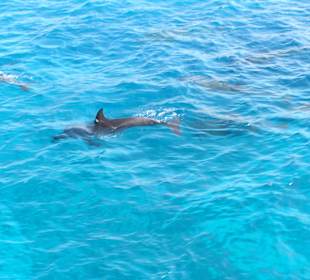 Mit diesen Delfinen waren wir im Wasse 
