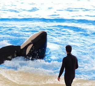 Orca Show