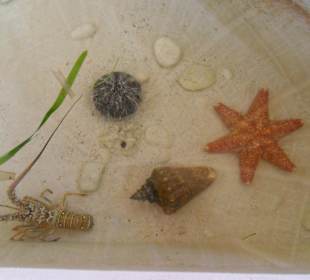 Meeresbewohner zum Anfassen