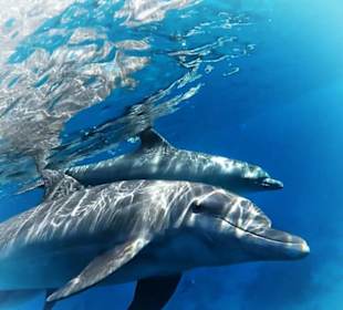 Simsim Dezember 2019