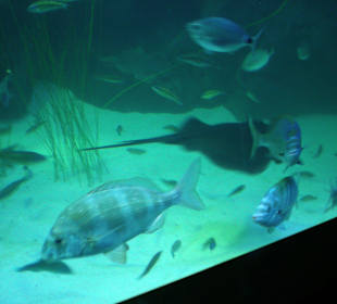 Verschiedene Fische im Aqarium