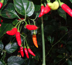 Chilistrauch im Tropenhaus