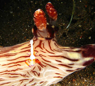 Emperator Shrimp auf Nacktschnecke