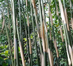 Botanischer Garten