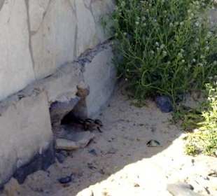 Streifenhörnchen am Hotelstrand 