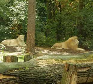 Durchfahrt Serengetipark