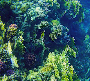 Schnorcheln Marsa Alam