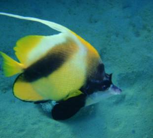 Schnorcheln in der Bucht