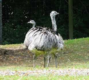 Nandus im Tierpark Röhrensee