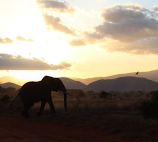 Elefant bei Sonnenuntergang 