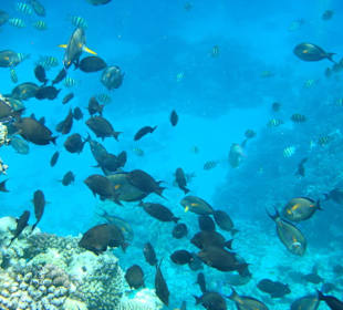 Schnorcheln am Strand