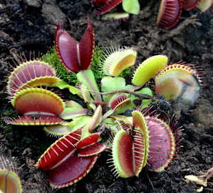 Fleischfressende Pflanzen
