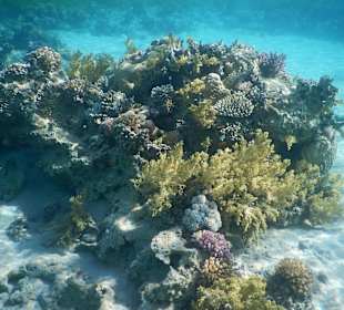 Schnorcheln Marsa Alam