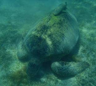 Pasący sie żółw...