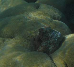 Schnorcheln Raja Ampat