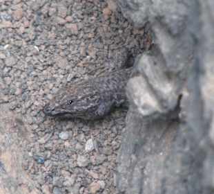 Eidechse beim Feigenbaum