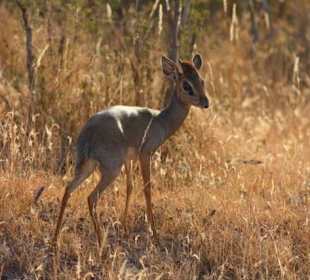 Tsavo Ost