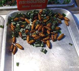 Insekten zum Essen