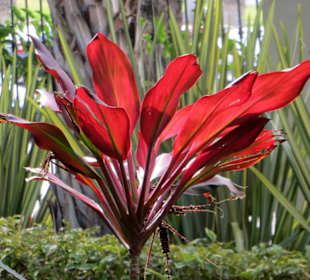 Pflanze im Gegenlicht