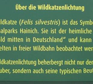 Über die Wildkatze