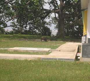 Wildschwein neben den Toiletten