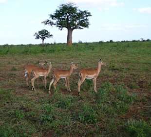 antelope