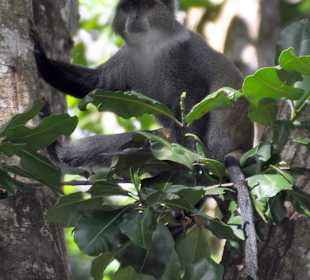 Blue monkey du park Jozany