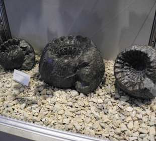 Urweltversteinerungen im Museum Panorama Therme