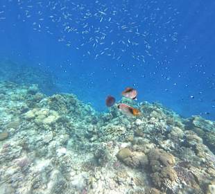 Schnorcheln Marsa Alam