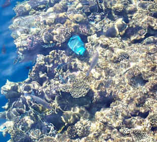 Fantastic snorkelling