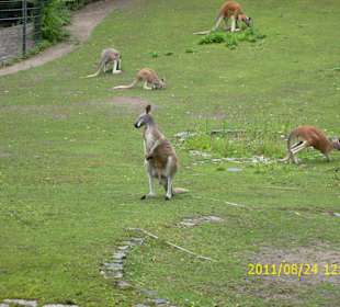 Besuch im Berliner Zoo