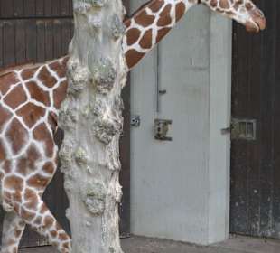 Allwetterzoo Münster