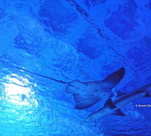 Aquarium-Tunnelgang 131m lang