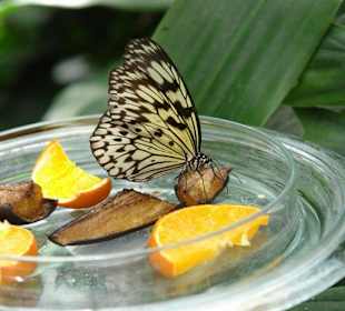 Осторов майнау