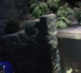 Sea Life