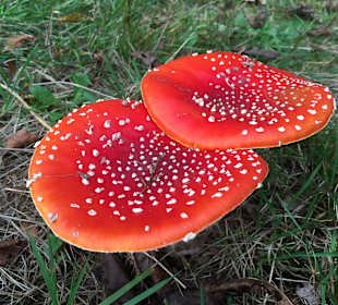 Really nice mushrooms