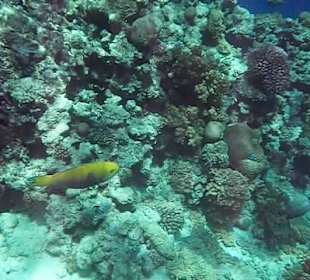 Hausriff Arabella Azur Beach