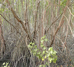 Im Mangrovenpark