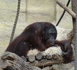 Zoo