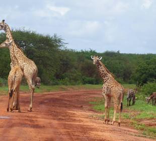 Giraffen zum Greifen nah