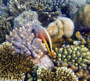 Schöne Unterwasserwelt