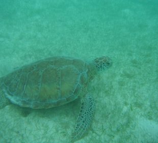 In Akumal (15 Minuten mit Collektivo erreichbar)