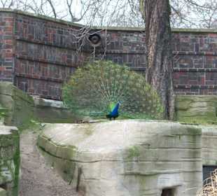 Pfau im Pinguingehege