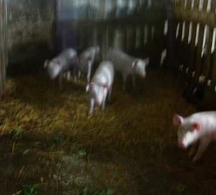 Die glücklichen Tiere