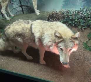 Museum Jagdtier + Vogelkunde