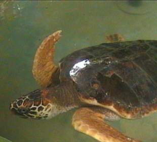 Ältere Schildkröte