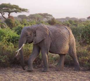 Amboseli Elefant