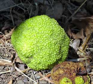 Ungewöhnliche Früchte im Jardin Méditerranéen