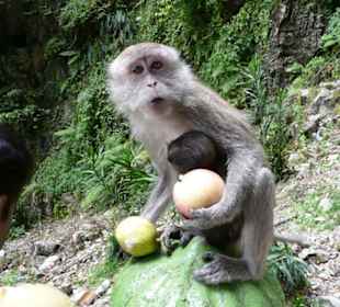 Affen entlang des Weges