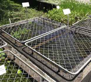 Botanischer Garten der Universität Zürich